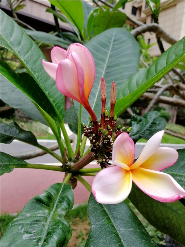 小区的广玉兰花开了,鸡蛋花树开花图片