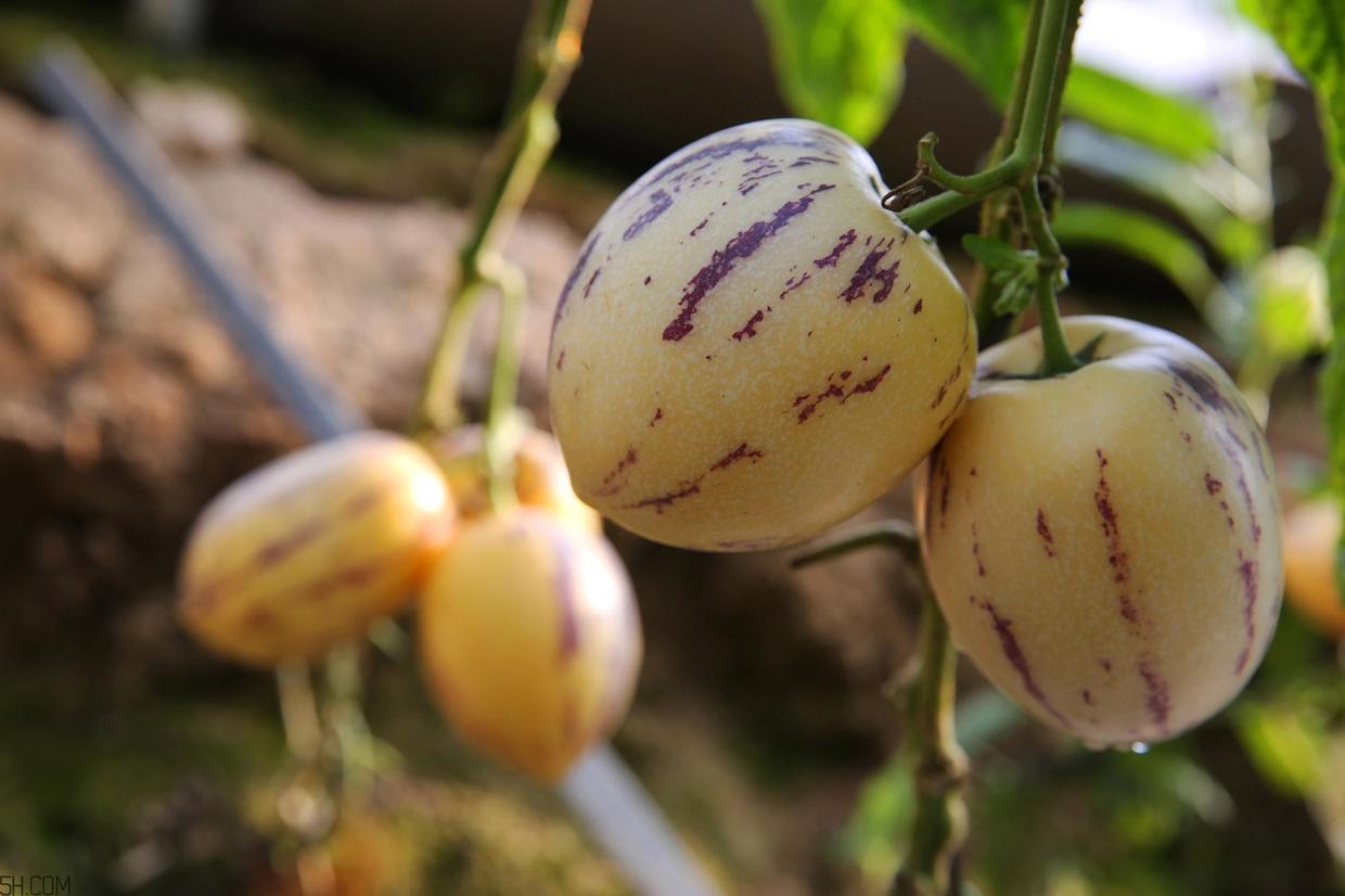 隐藏在西游记人参果背后的秘密,西游记人参果奇异之处