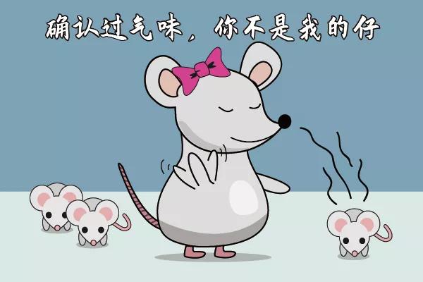 走近科学鼠王,走近科学之消失的巴士