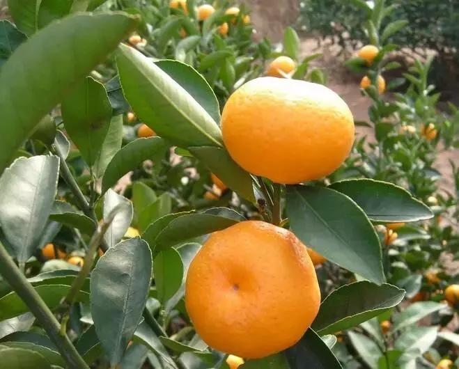 贡桔蜜橘沙糖桔,贡柑沙糖桔