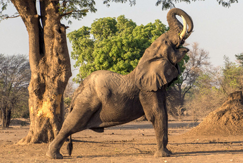 大象啪啪啪的时候是这个样的,如此硕大的动物也有这么温柔的一面