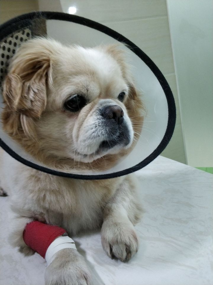 公猫膀胱结石手术,公犬尿道结石手术