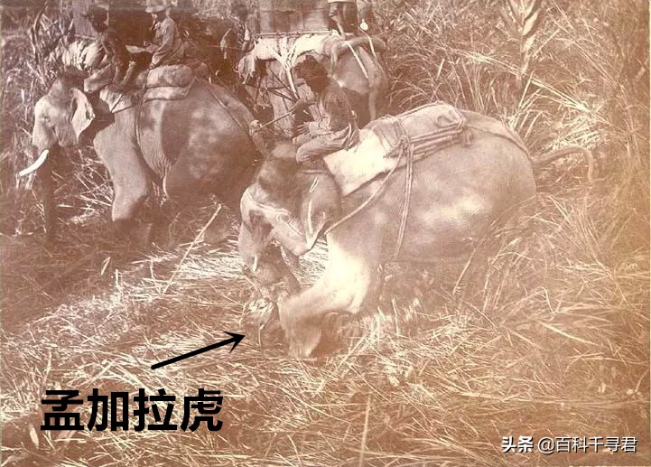 王者也会栽跟头——盘点在野生环境中杀死过成年老虎狮子的动物