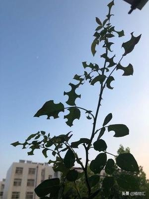 教你识别十大虫害,专治各种害虫图谱大全