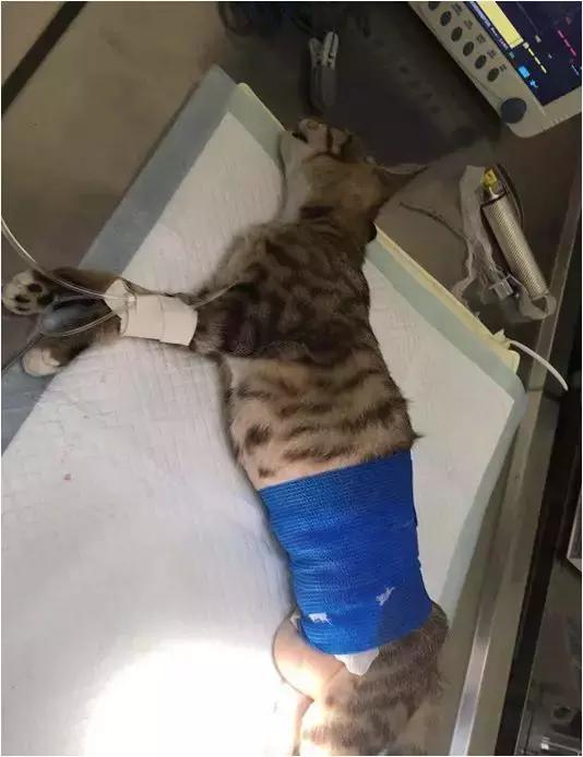 福懋宠物医院花都分院,福懋动物医院公猫绝育