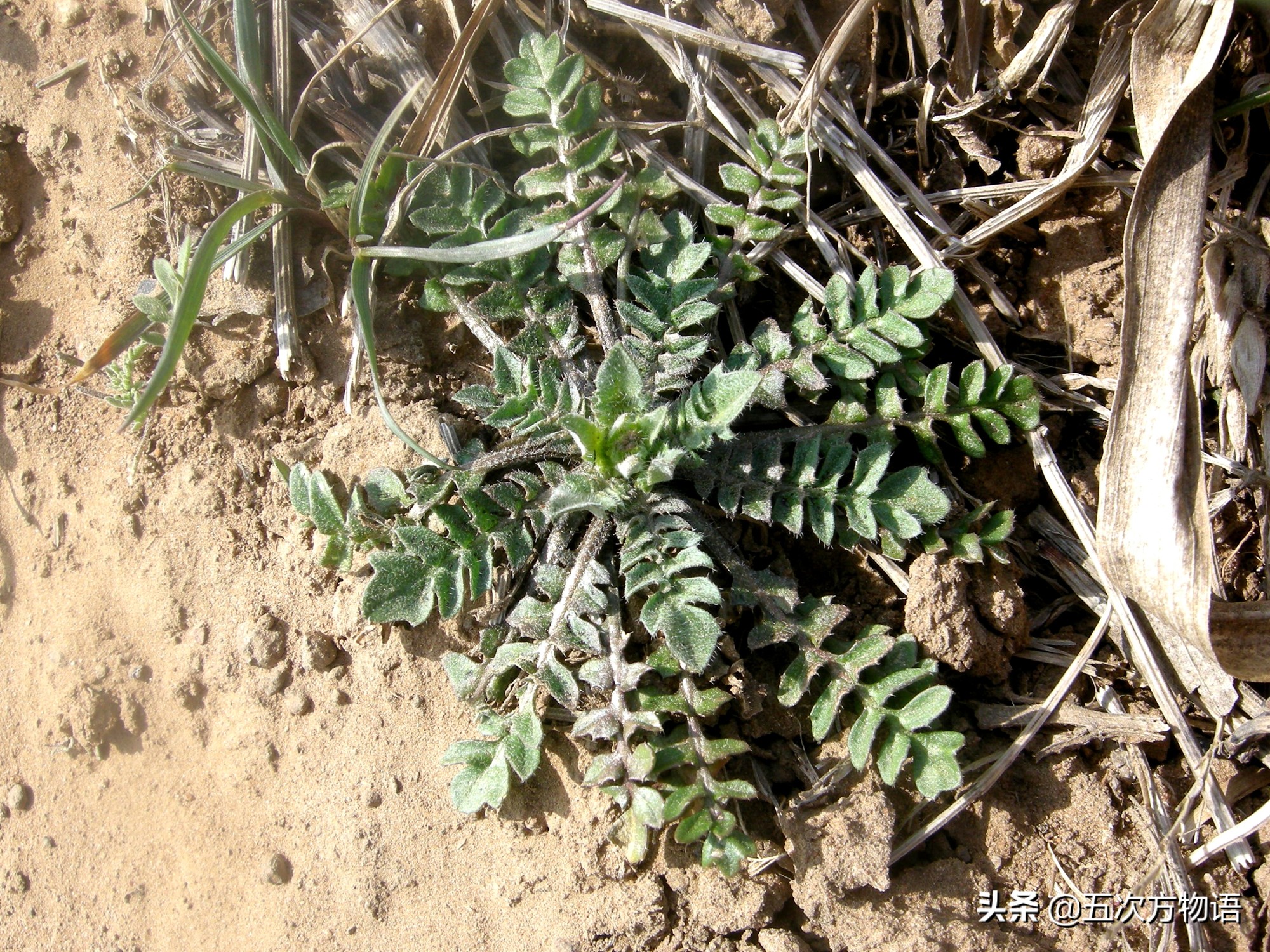 什么是荠菜荠菜长什么样,荠菜属于什么目