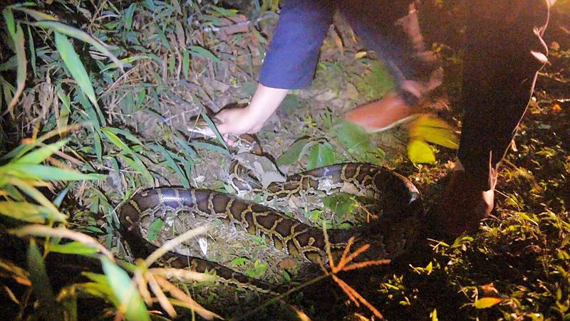 13公斤巨蟒闯入农家生吞活山羊,云南巨蟒吞了三只羊