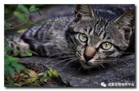 谁说土猫无名猫?快来围观古代猫谱,你家有没有镇宅神兽!
