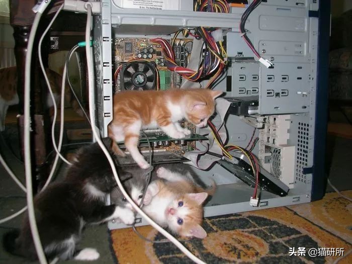 有什么办法防止猫咪咬家具,如何有效防猫咪抓坏东西