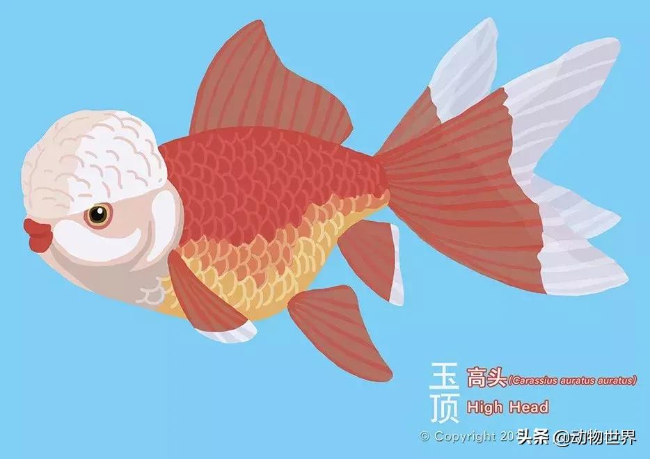 金鱼大体型的品种,金鱼品种介绍之龙睛高头