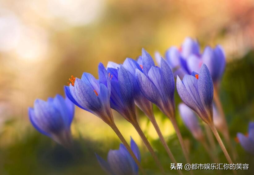 金牛座女生和各个星座的配对指数,金牛座暗恋一个星座会有什么表现