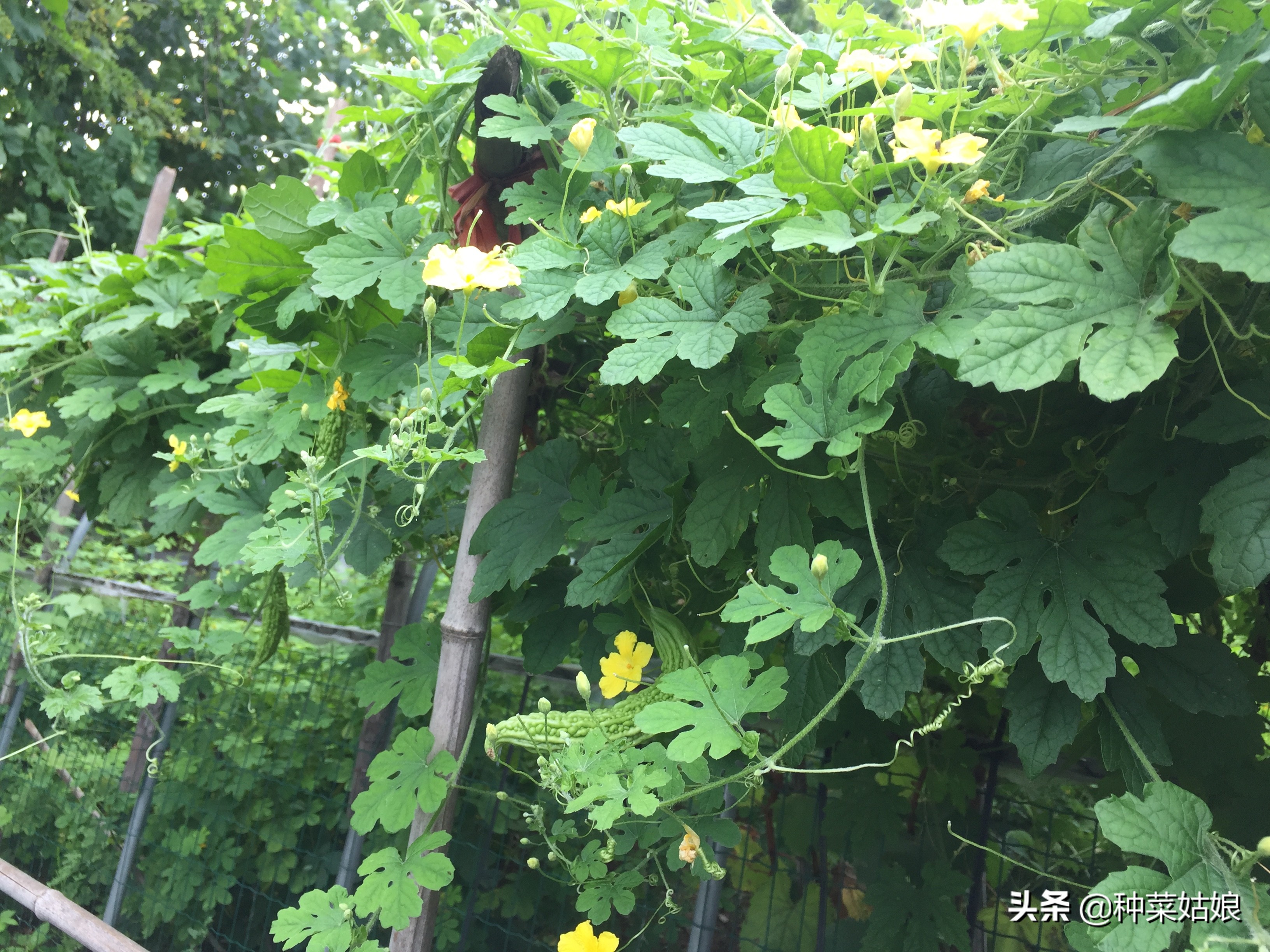 苦瓜种植后多久结果,苦瓜一般种植多久可以结果