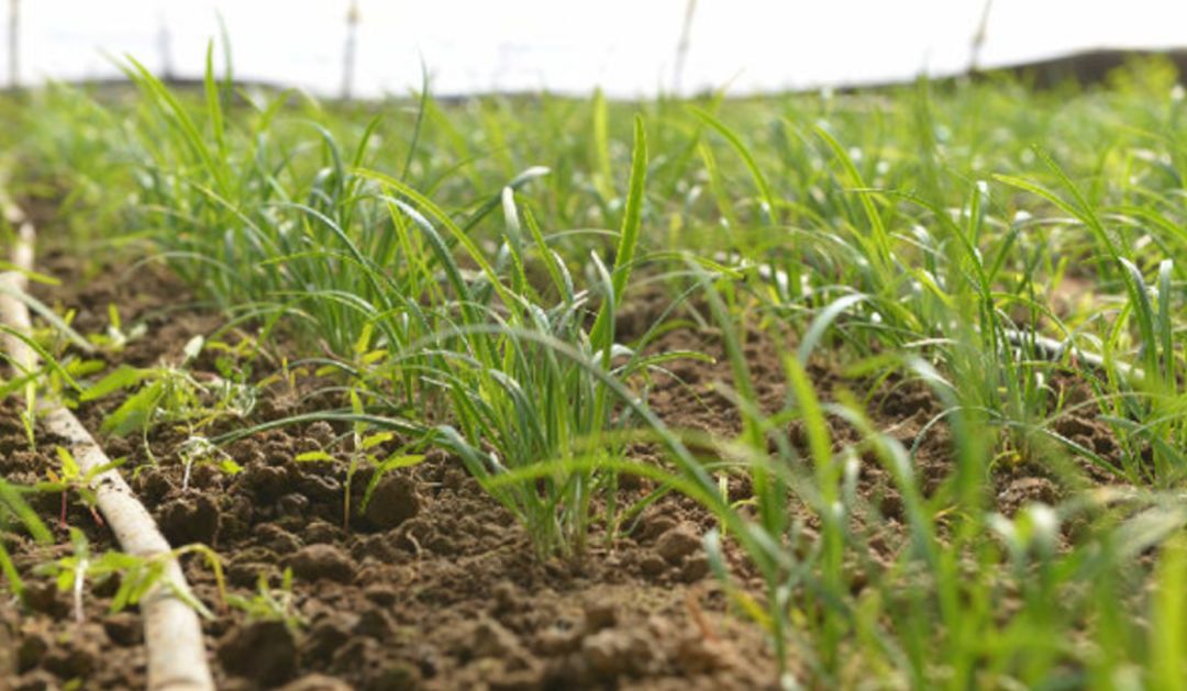 世道变坏是真是假,世道变坏是从嘲笑项羽开始