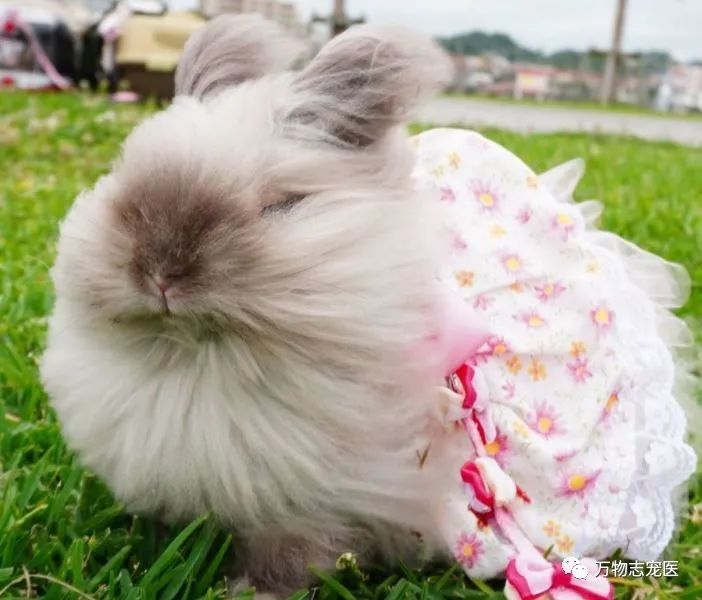 兔子不止爱吃胡萝卜,兔子有只眼睛看不见黑瞳都是白的