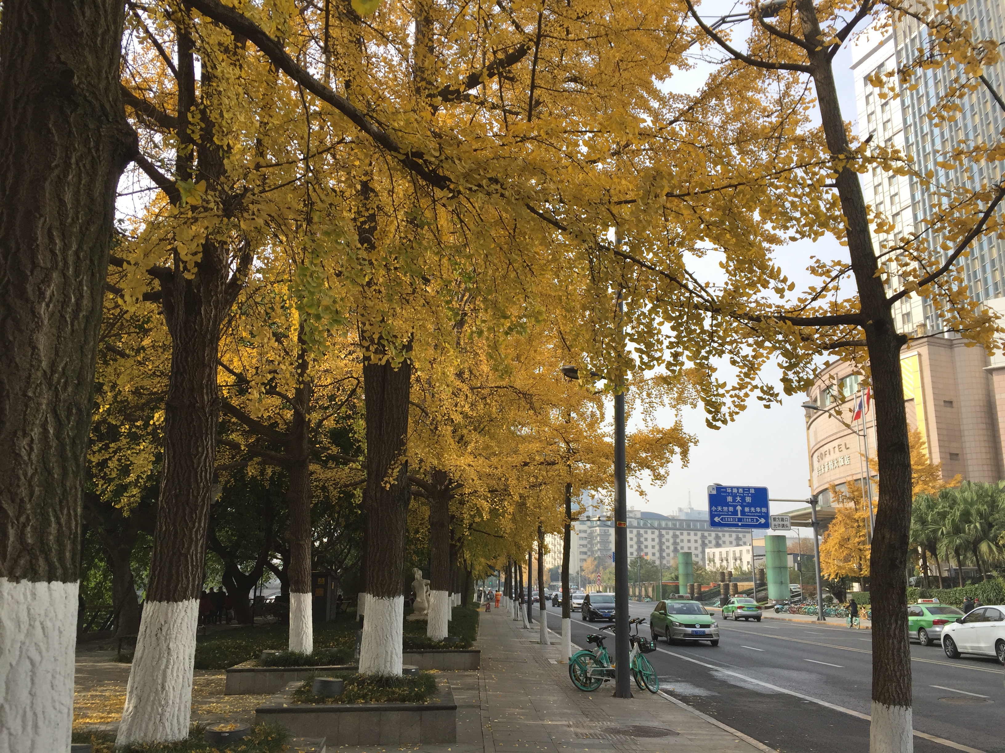 成都的银杏几月份最佳观赏期,成都银杏观赏指南