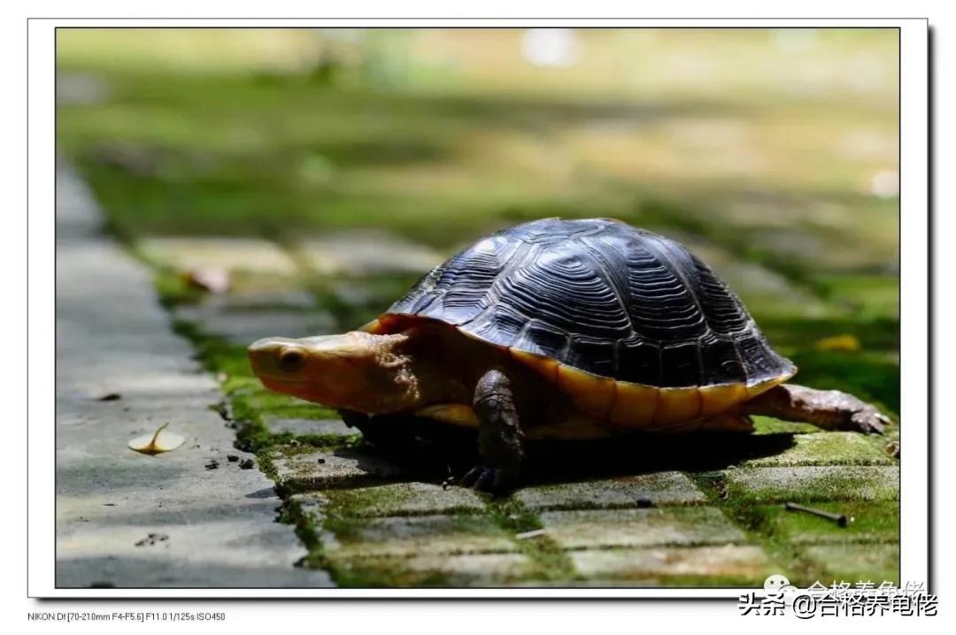 黄头侧颈龟夏天要加温吗,夏天龟缸温度太高