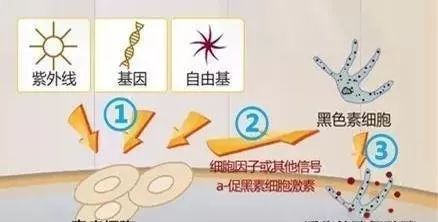 光老化与自然老化的区别,人的衰老有多少是来自自然老化