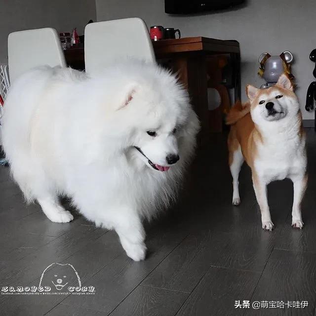 萨摩耶和柯基谁长得大,萨摩耶和柯基哪个长得大