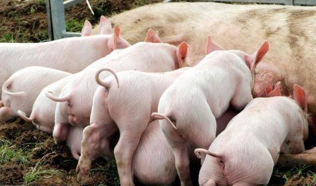 母猪产子小猪死亡率高,产房小猪死亡率高怎么解决