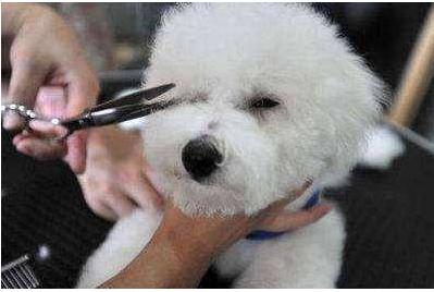 狗狗泪痕是怎么造成的,狗狗泪痕主人打理