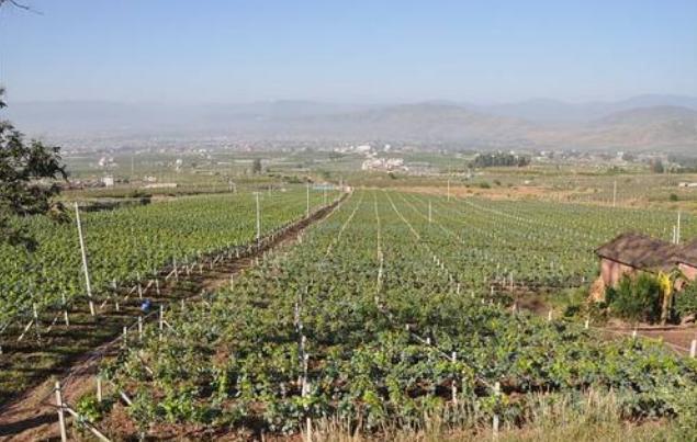 种植石榴树要什么时候种,石榴种植园种石榴树的正确方法