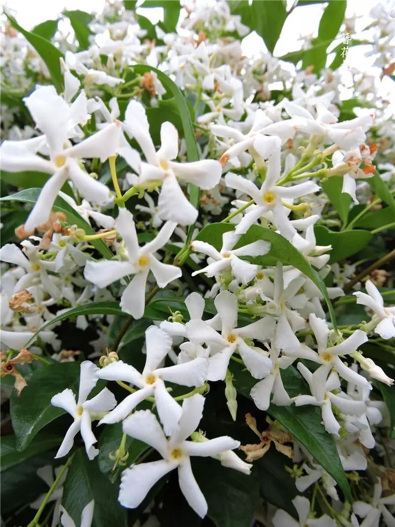 这4种花卉很漂亮花量大观赏度高,20种漂亮花好看不好养