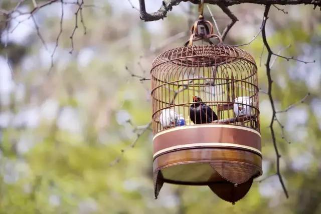 这才是中国的传统文化，每个国人都该看看