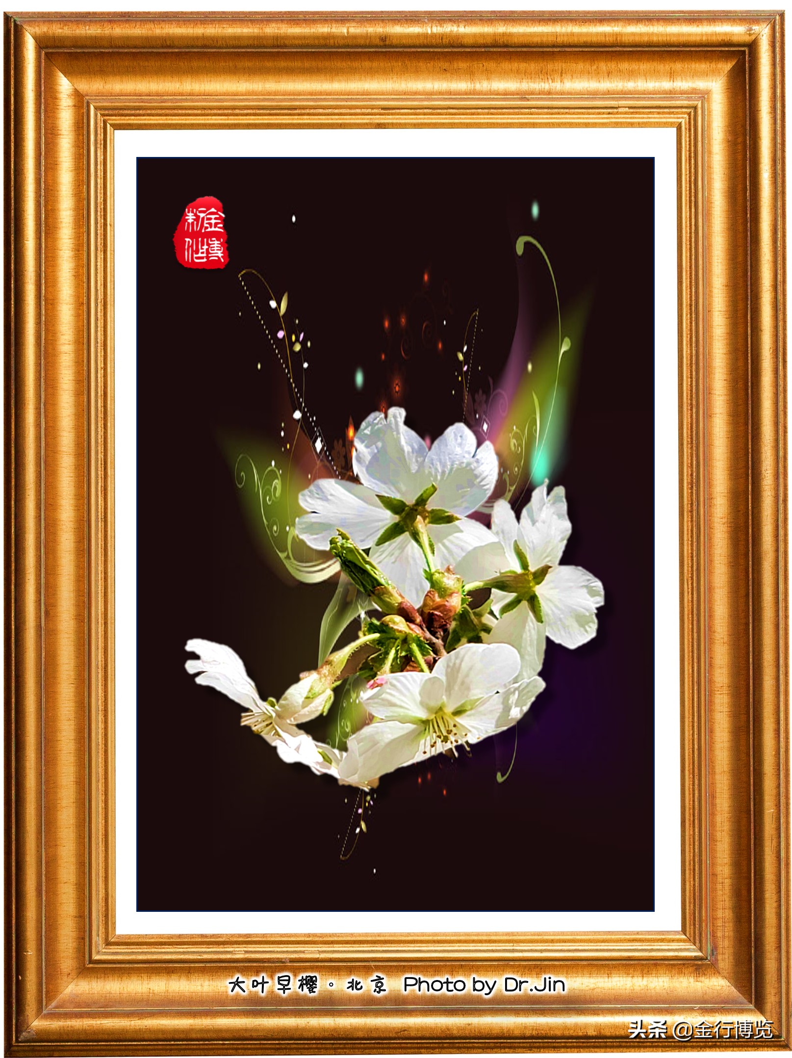 金行博览：樱花树下送君时，一寸春心逐折枝-樱花