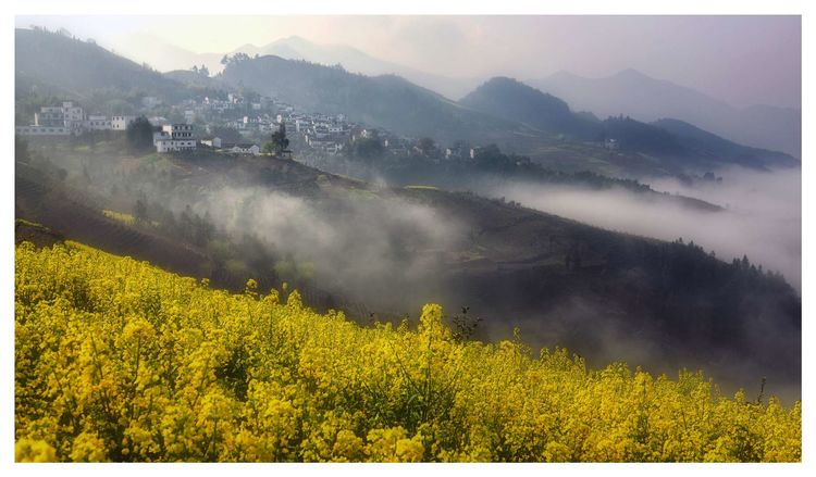 徽州百工喜迎8月向日葵摄影采风，歙县人民欢迎您