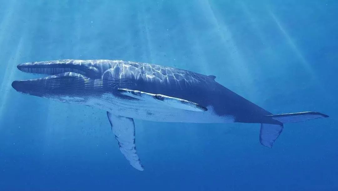 蓝鲸是最大的鲸类,世界上最大的蓝鲸动物