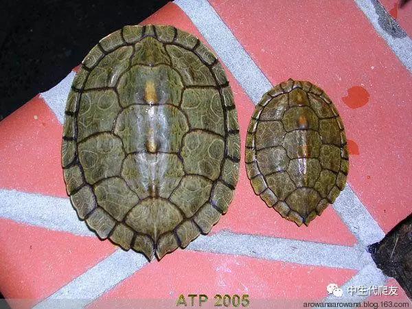 正宗的地图龟,史上最差的地图龟