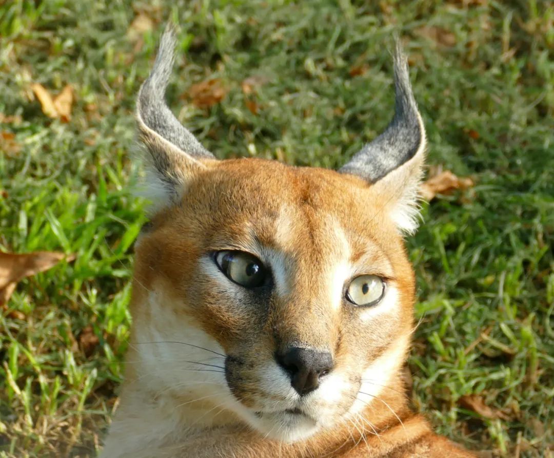 狞猫耳朵非常漂亮会旋转,狞猫一只长相狰狞的猫