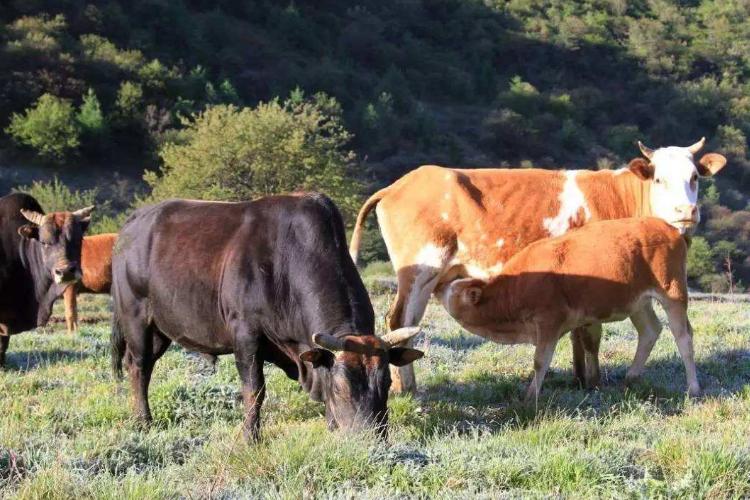 如何喂养牛,养黄牛要喂什么饲料好