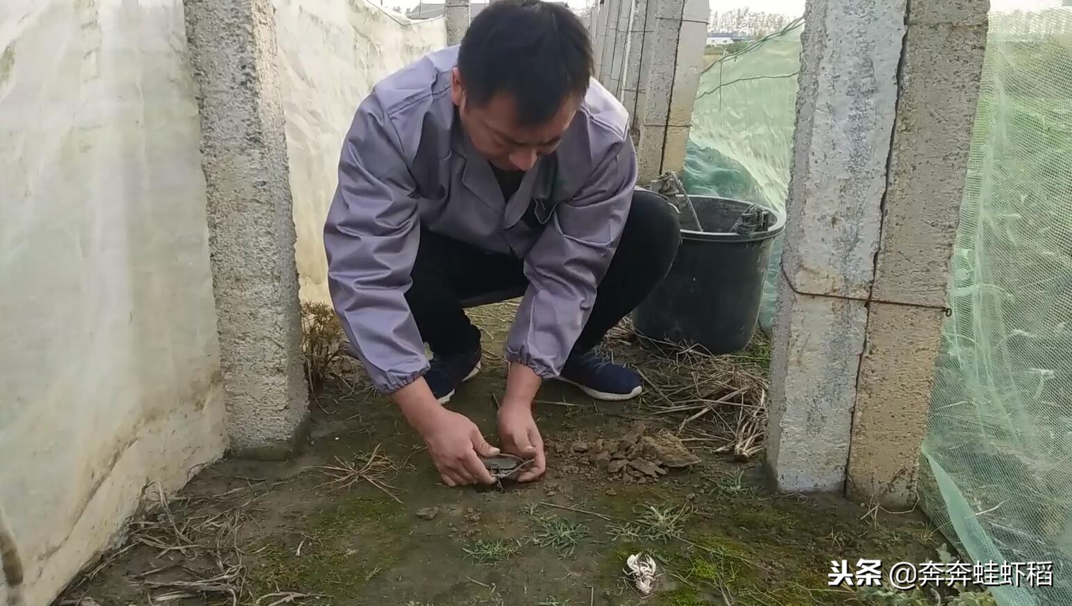 农村养青蛙,养得好一亩能赚2-3万,一亩田要投入多少?