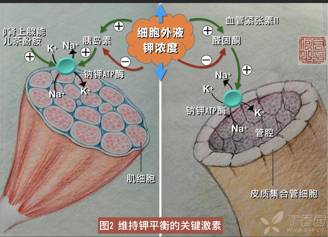儿童低钾血症如何补钾,低钾血症的症状及表现