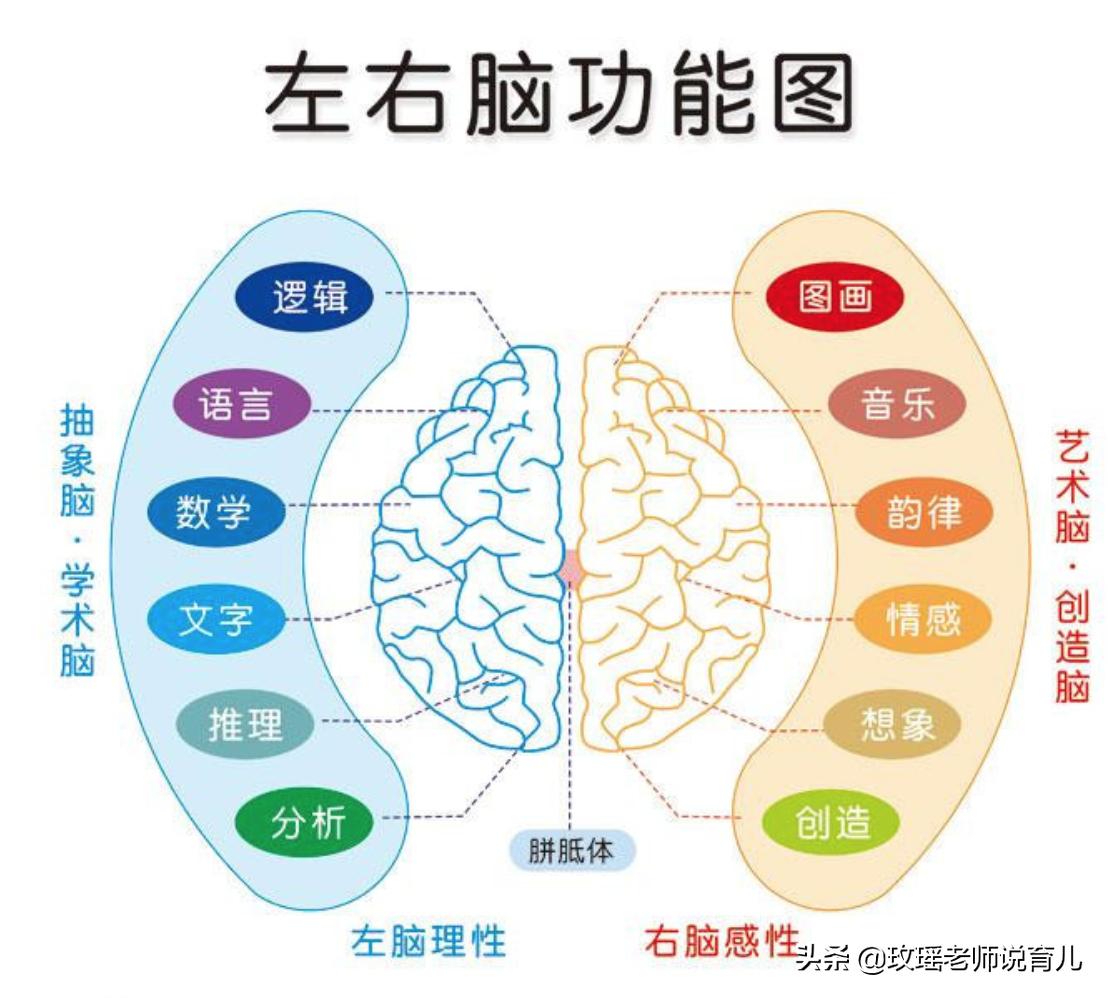 孩子是左撇子怎么办?需要纠正吗?看看孩子的“优势半球”再决定