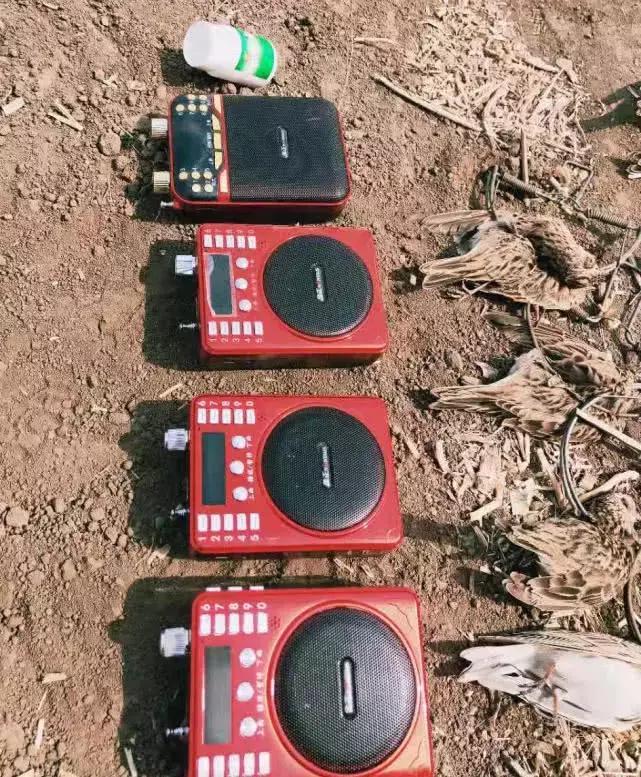 从禾花雀到云雀，又一种鸟快被中国人吃绝种了！