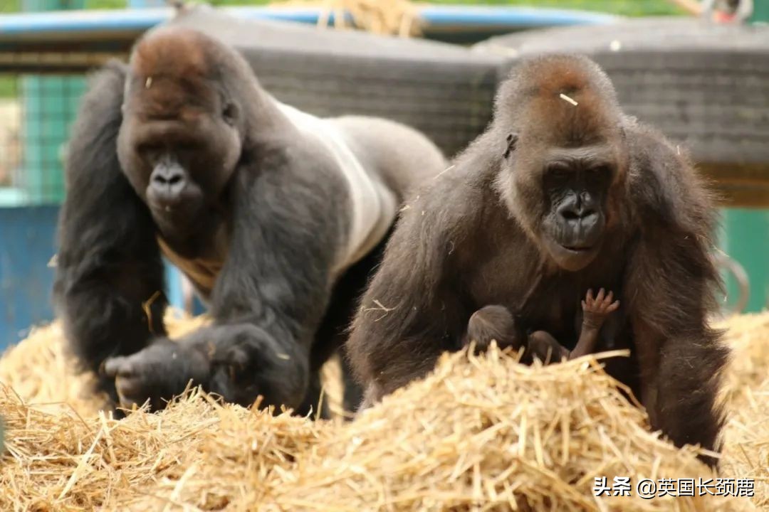 全球十大最受欢迎的野生动物园,伦敦十大动物园
