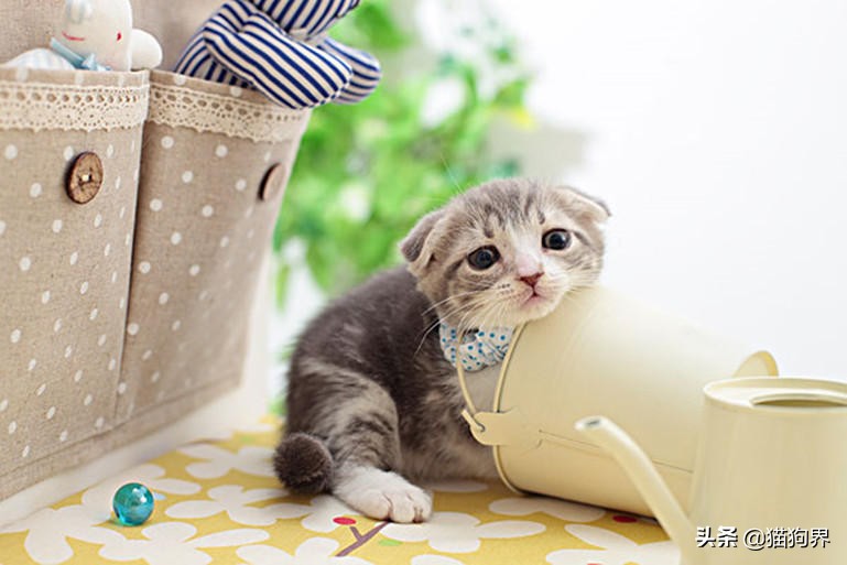 美短猫喂什么好,美短猫怎么喂有营养