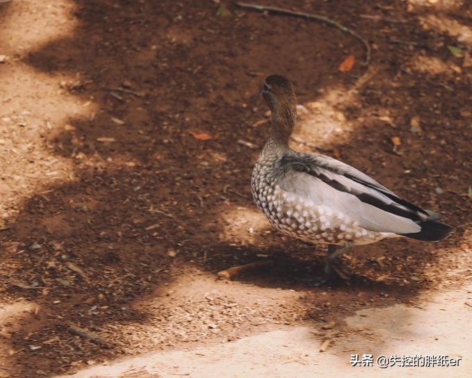 澳大利亚东南自驾游攻略,澳大利亚长途穿越自驾游