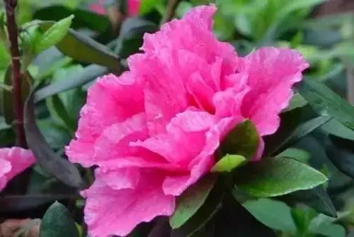 中国各市的市花,全国56个城市市花一览