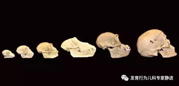 静进教授权威吗,孩子七岁大脑还能聪明吗