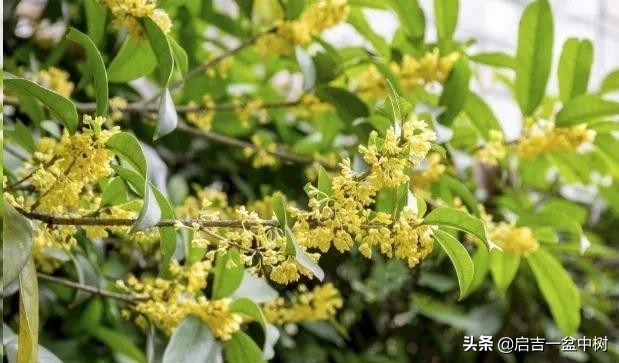 桂花换盆后叶子干枯怎么急救,桂花叶子都掉光了枝干枯怎么办