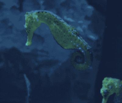 长得像海马的一种生物,长得像马的动物