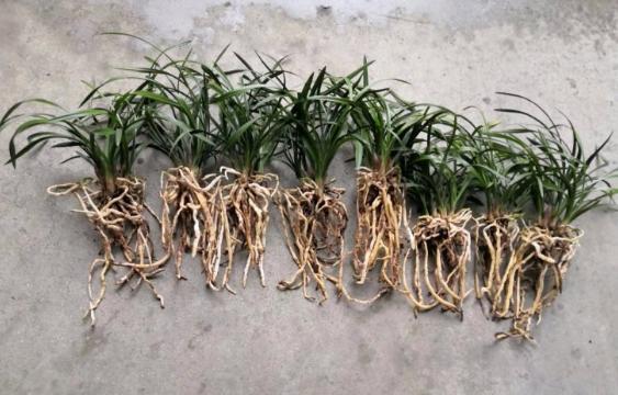 兰花换盆分株的最佳时间和方法,老花匠养花技术视频