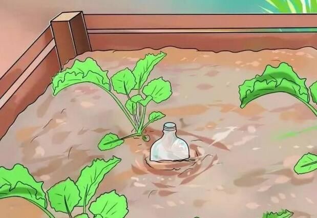 最简单的自动浇花神器不用买东西,浇花神器假期出差自动浇水