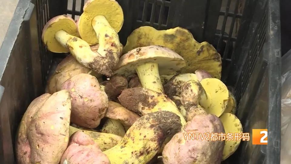 一朵野生菌的视频,野生菌的独特之处