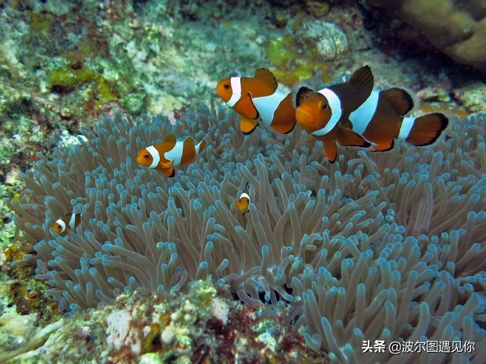 这里胜过斯米兰,媲美马代,是泰国安达曼海上的最后一个处女地!