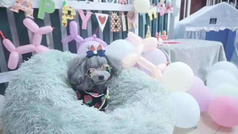 男生猛犬穿女装,男生细狗穿女装