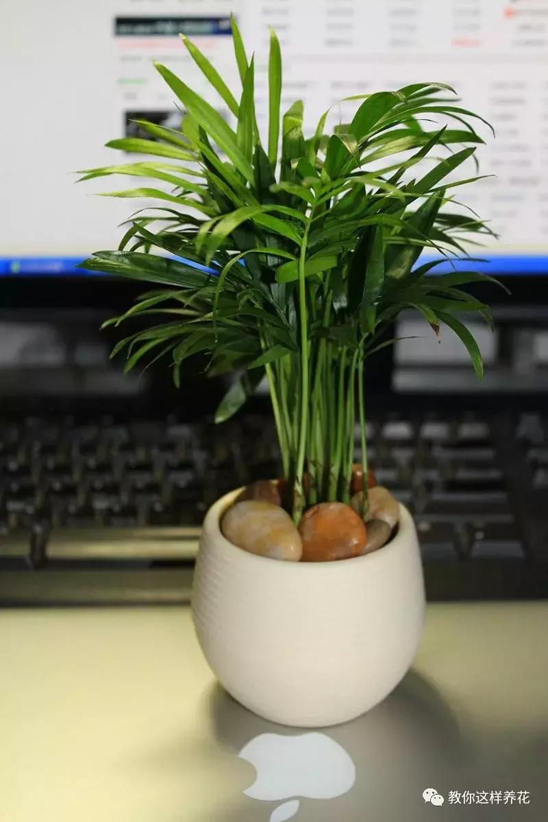 和绿萝长得很像耐阴的植物,像绿萝一样耐阴好养的植物有什么